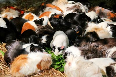 High angle view of guinea pigs 