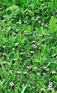 Full frame shot of plants growing on land