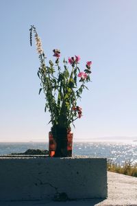 Close-up of flower against clear sky