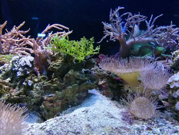 View of coral swimming in sea