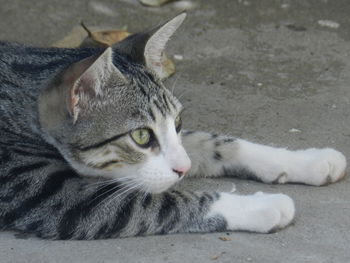 Close-up portrait of a cat looking away