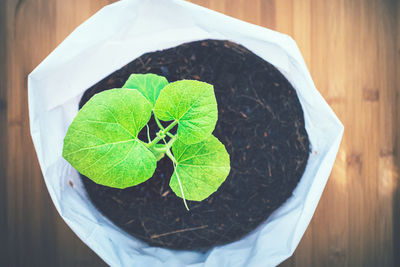 High angle view of small potted plant leaves