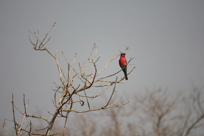 View of a bird on branch against sky