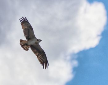 Low angle view of eagle flying in sky