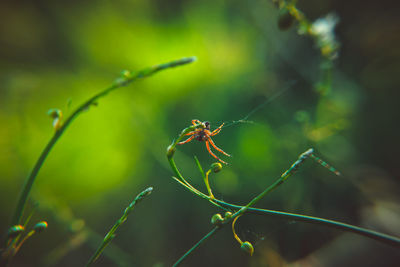 Close-up of spider on plant