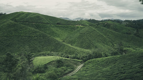 Tea plantation at cameron highland, malaysia.