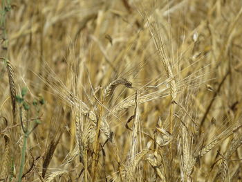 Close-up of wheat growing on field