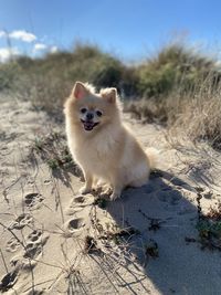 Dog sits on the beach