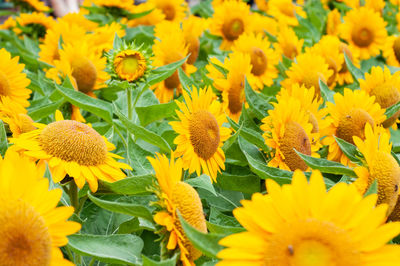 Close-up of yellow flowering plant on field