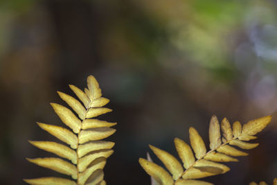 Close-up of plant