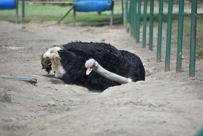 Sheep on ground