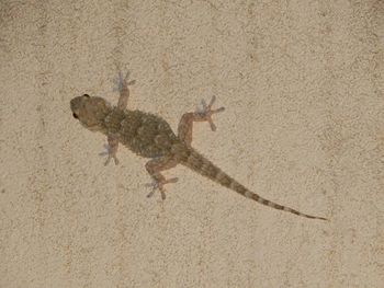 Lizard on sand