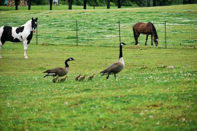 Sheep in a field