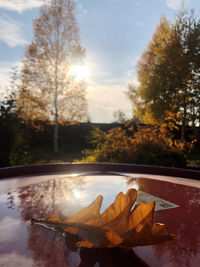 Close-up of maple leaves against sky during autumn