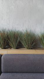 Close-up of potted plant against wall