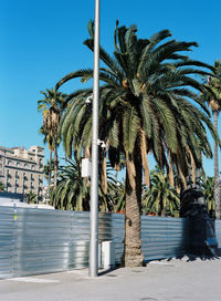 Palm trees by sea against blue sky