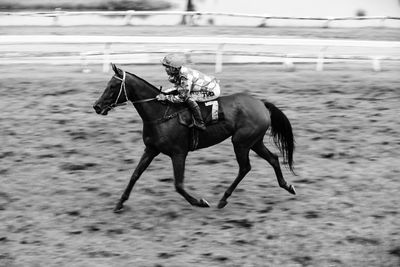 Horse running in a field