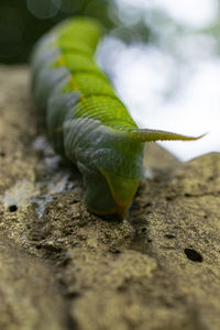 Close-up of caterpillar on rock