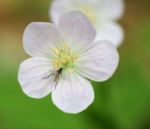 Close-up of insect on flower