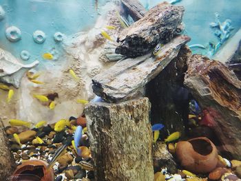 High angle view of crab on tree trunk