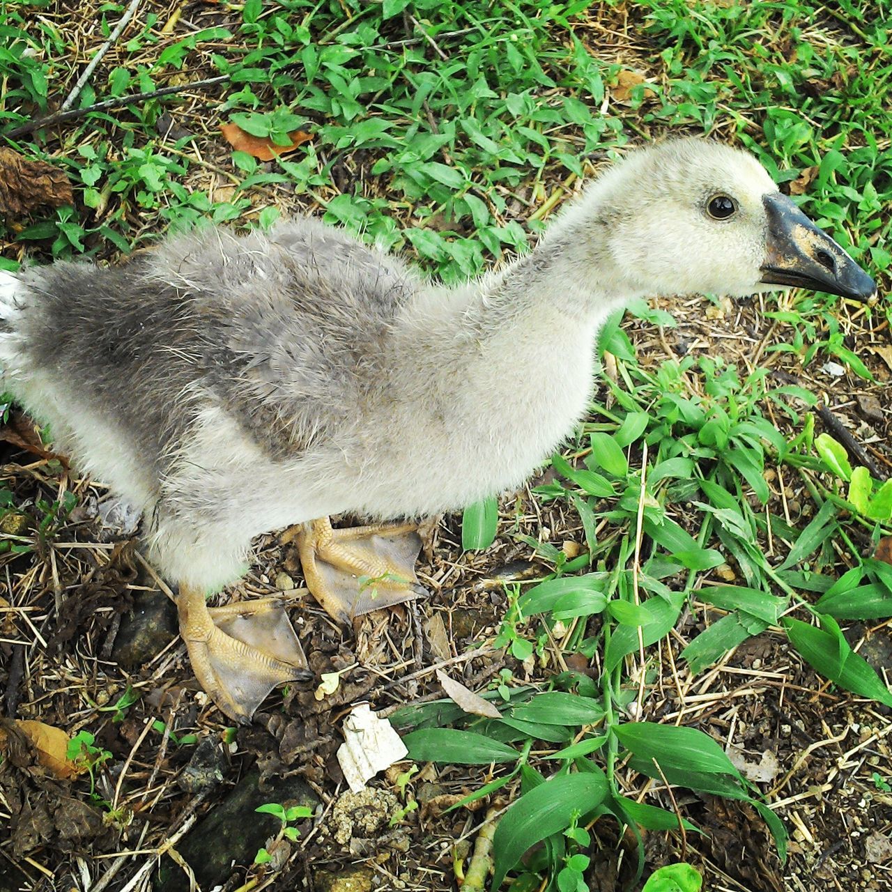 animal themes, grass, bird, animals in the wild, one animal, wildlife, high angle view, field, grassy, plant, nature, outdoors, close-up, day, no people, beak, growth, duck, green color, sunlight