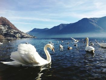 Swans swimming in lake against sky