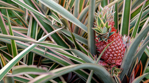 Close-up of pineapple amidst plants