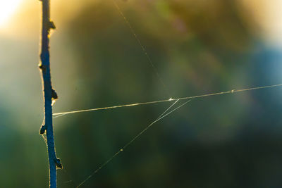 Close-up of spider web against blurred background