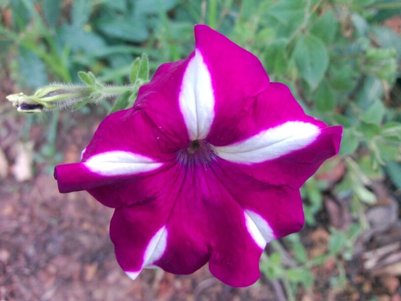 flower, petal, freshness, flower head, fragility, growth, beauty in nature, close-up, blooming, focus on foreground, nature, pink color, plant, pollen, single flower, in bloom, stamen, purple, day, blossom