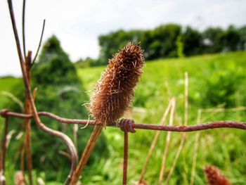 Close-up of spiked plant on field