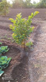 High angle view of plants growing in garden