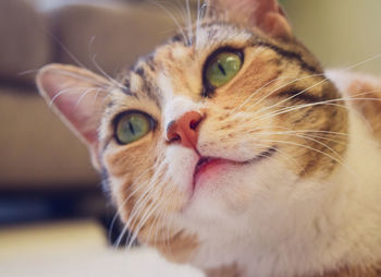 Close-up portrait of cat