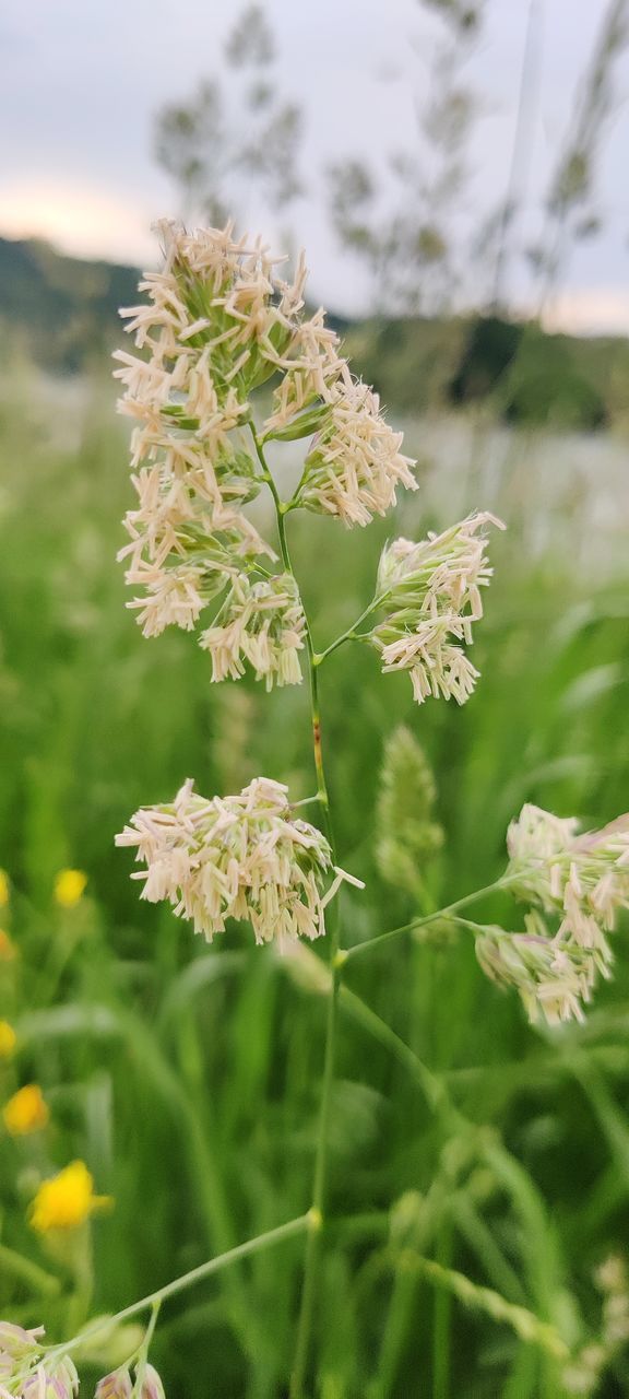 CLOSE-UP OF FLOWERING PLANTS ON LAND