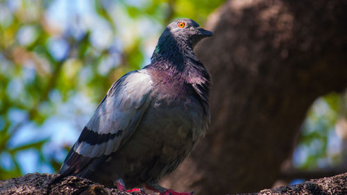 Close-up of bird perching on branch