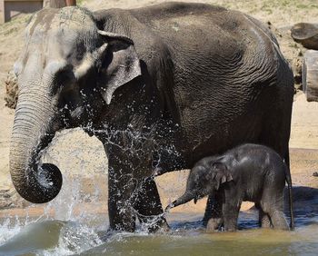 View of elephant drinking water