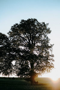 Low angle view of trees on field against clear sky