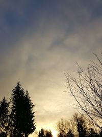 Low angle view of silhouette trees against sky