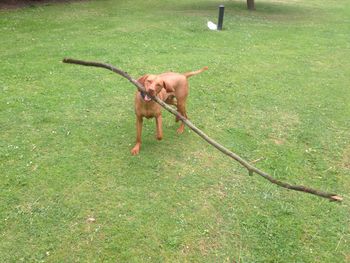 Dog walking on grassy field