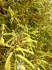 Close-up of fresh green plants