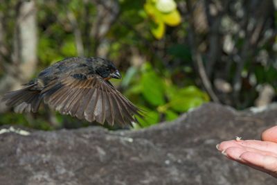 Close-up of hand flying bird