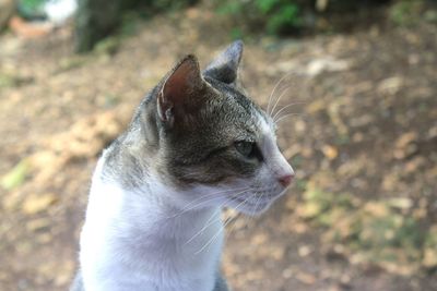 Close-up of cat outdoors