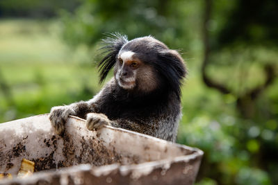 The black-tufted marmoset or star marmoset, t, marmoset, is a species of monkey from the new world.