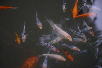 The beautiful colorful koi fish mesmerize and float in the clear fresh water, view from above.