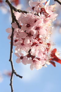 Close-up of cherry blossom