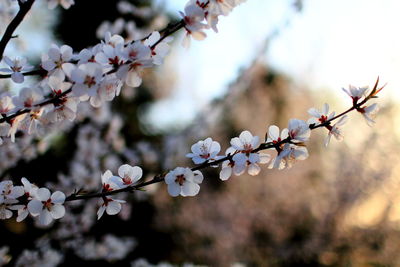 Close-up of cherry blossom growing on tree
