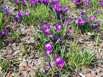 High angle view of purple crocus flowers on field