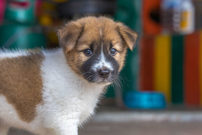 Close-up portrait of puppy