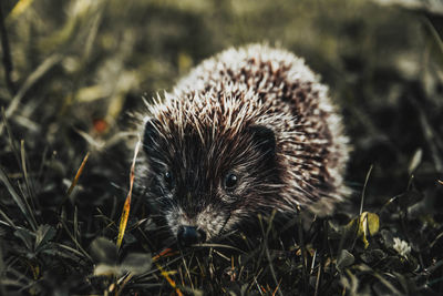 Close-up of porcupine