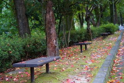 Bench in park during autumn