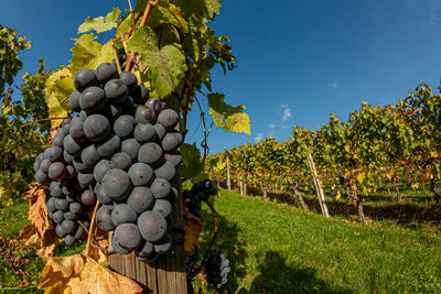 Grapes in vineyard